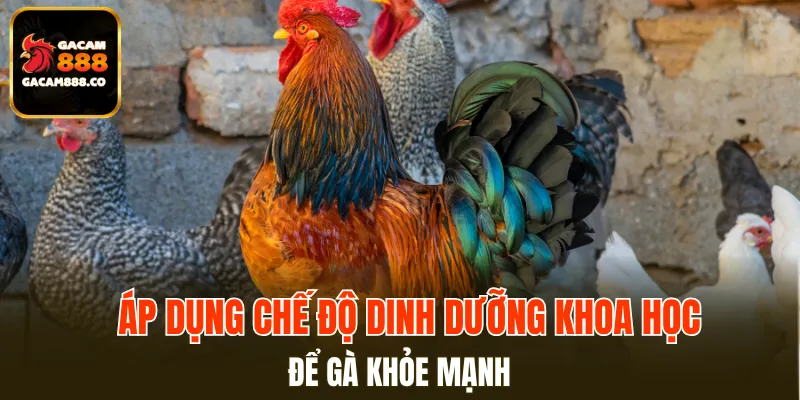 Áp dụng chế độ dinh dưỡng khoa học để gà khỏe mạnh