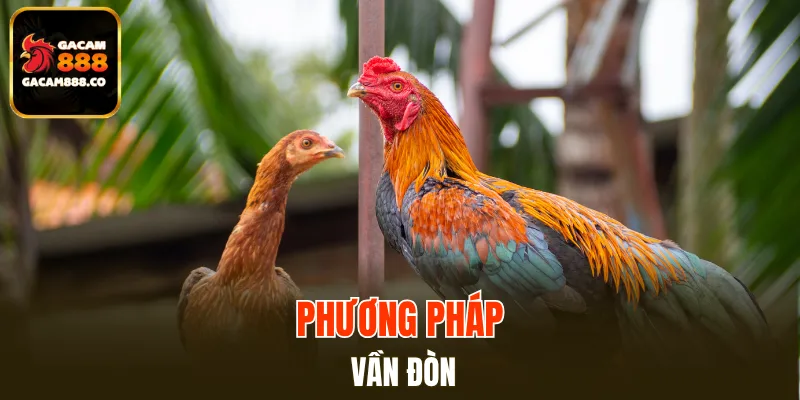 Bài tập vần đòn thú vị