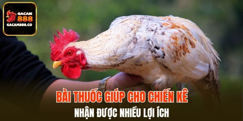 Bài thuốc giúp cho chiến kê nhận được nhiều lợi ích