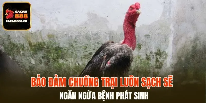 Bảo đảm chuồng trại luôn sạch sẽ ngăn ngừa bệnh phát sinh