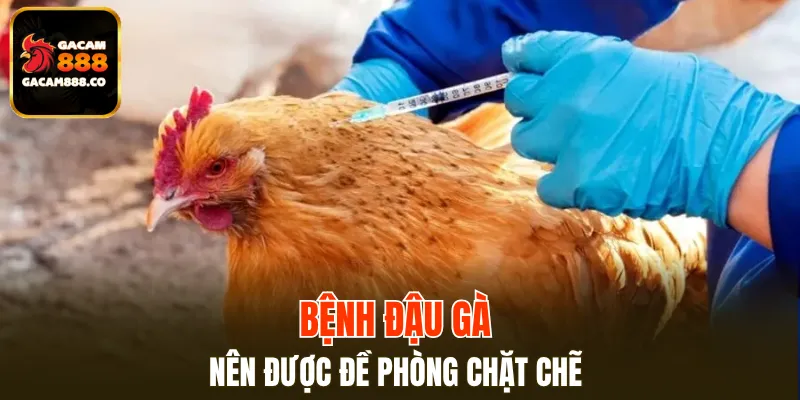 Bệnh đậu gà nên được đề phòng chặt chẽ