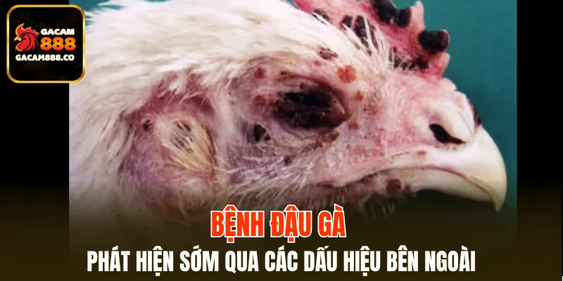Bệnh đậu gà phát hiện sớm qua các dấu hiệu bên ngoài