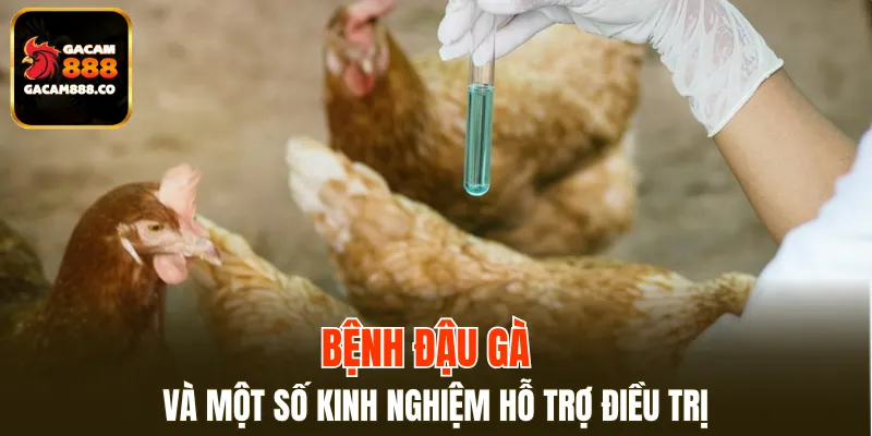 Bệnh đậu gà và một số kinh nghiệm hỗ trợ điều trị