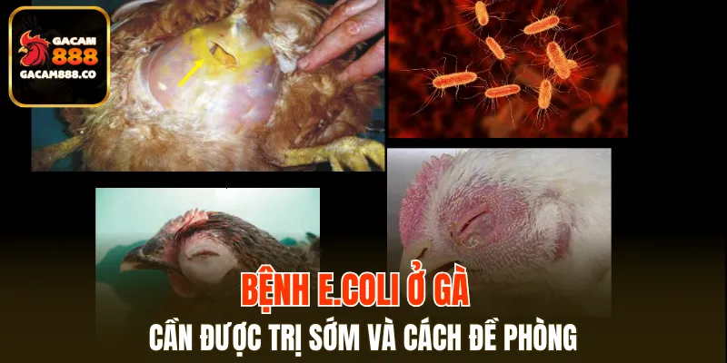 Bệnh E.coli ở gà cần được trị sớm và cách đề phòng