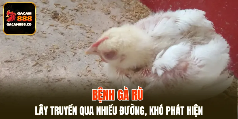 Bệnh gà rù lây truyền qua nhiều đường, khó phát hiện