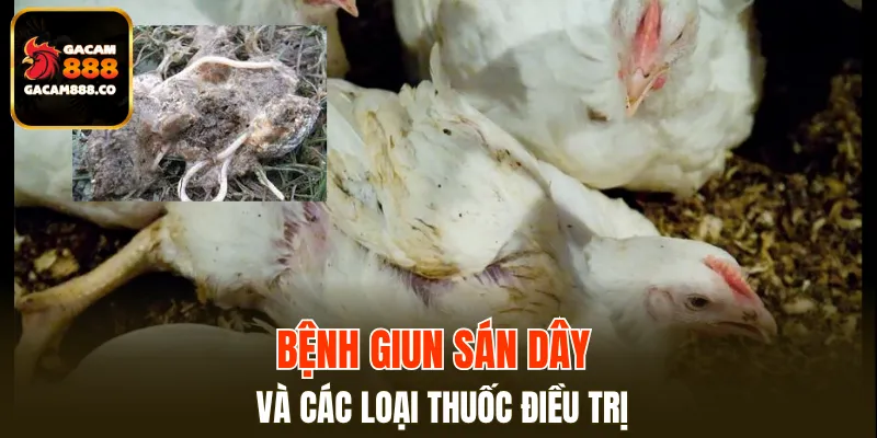 Bệnh giun sán dây và các loại thuốc điều trị