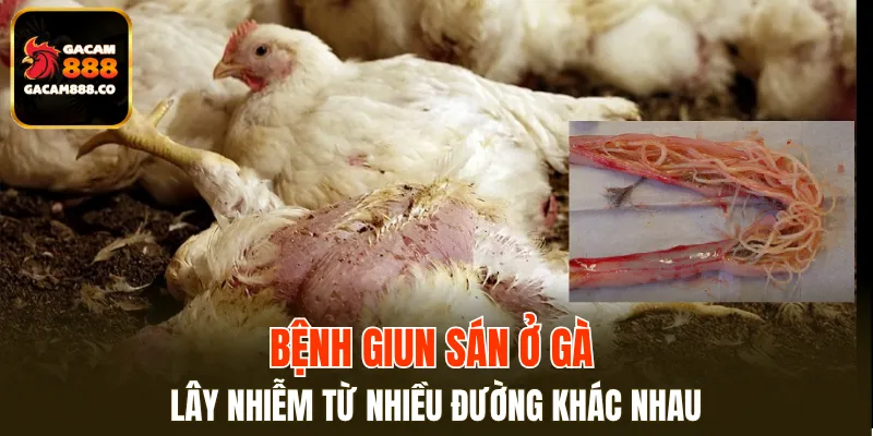 Bệnh giun sán ở gà lây nhiễm từ nhiều đường khác nhau