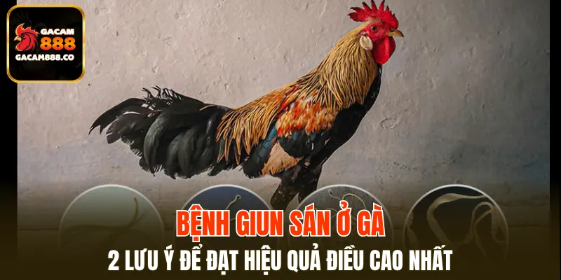 Bệnh Giun Sán Ở Gà