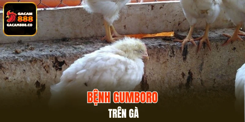 Bệnh Gumboro trên gà