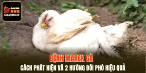 Bệnh Marek Gà