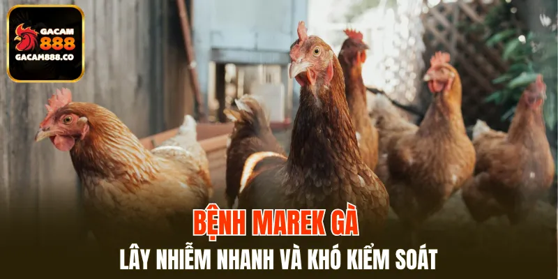 Bệnh Marek gà lây nhiễm nhanh và khó kiểm soát