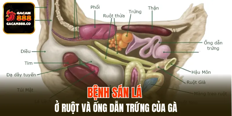Bệnh sán lá ở ruột và ống dẫn trứng của gà