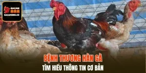 Bệnh Thương Hàn Gà