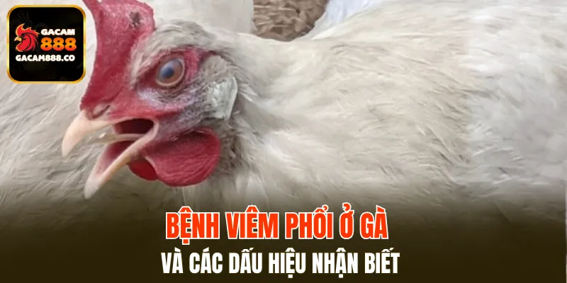 Bệnh viêm phổi ở gà và các dấu hiệu nhận biết