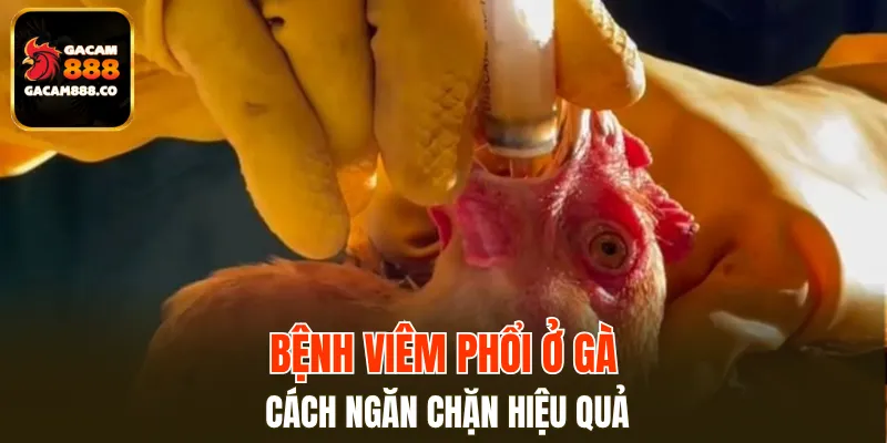 Bệnh viêm phổi ở gà cách ngăn chặn hiệu quả