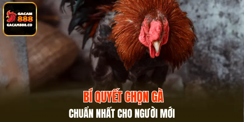 Bí quyết chọn gà chuẩn nhất cho người mới