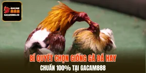 Bí Quyết Chọn Giống Gà Đá Hay