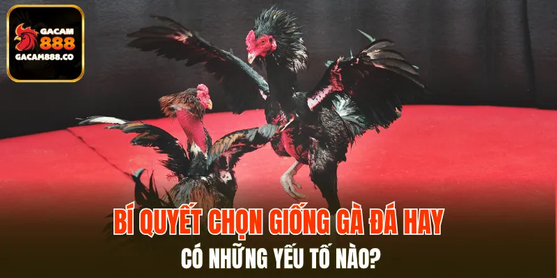 Bí quyết chọn giống gà đá hay từ các chuyên gia