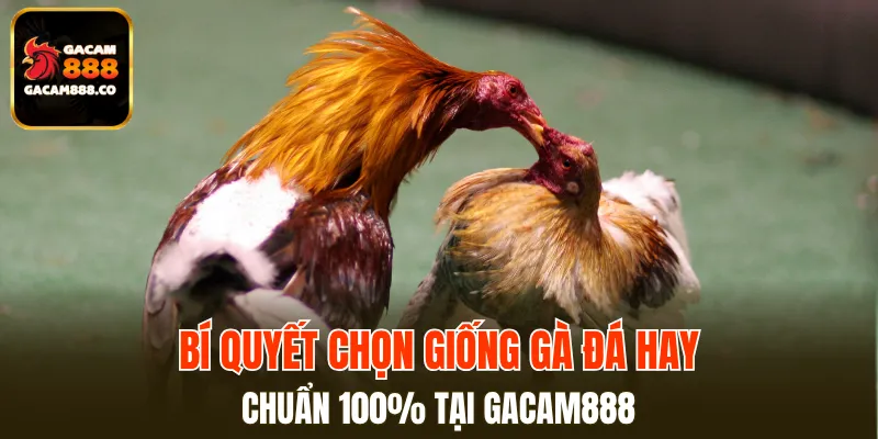 Bí Quyết Chọn Giống Gà Đá Hay
