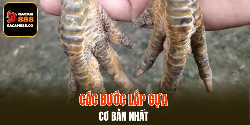 Các bước lắp cựa cơ bản nhất