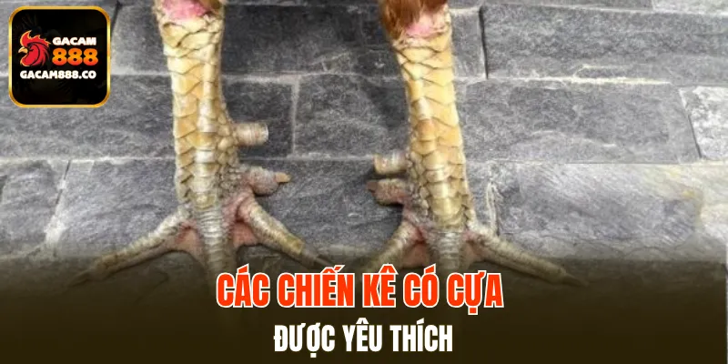 Các chiến kê có cựa được yêu thích
