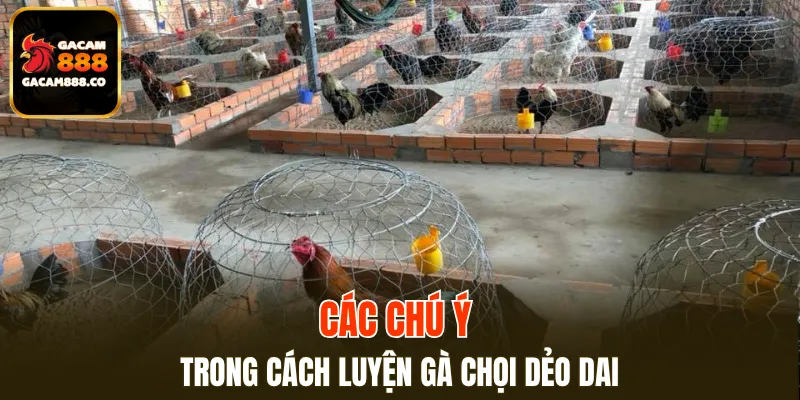 Các chú ý trong cách luyện gà chọi dẻo dai