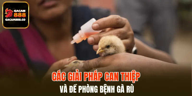 Các giải pháp can thiệp và đề phòng bệnh gà rù