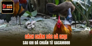 Cách Chăm Sóc Gà Chọi Sau Khi Đá