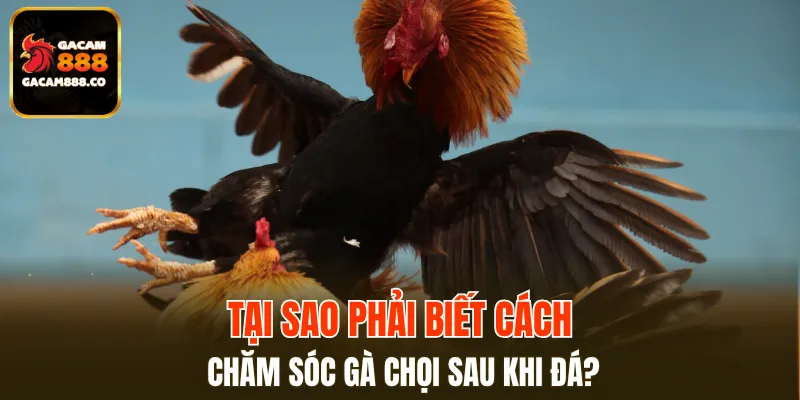 Cách chăm sóc gà chọi sau khi đá có nhiều lưu ý quan trọng