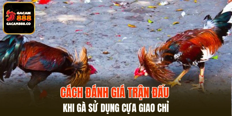 Cách đánh giá trận đấu khi gà sử dụng cựa giao chỉ