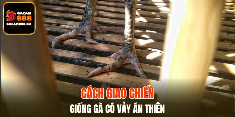 Cách giao chiến của giống gà có vảy Án Thiên