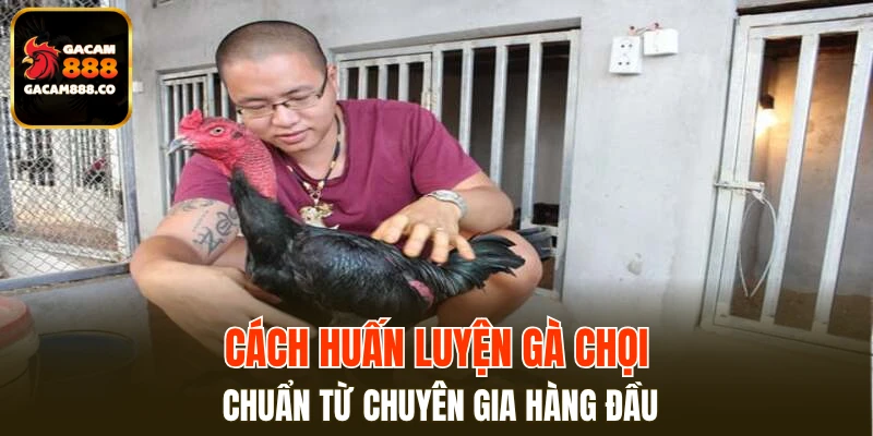 Cách huấn luyện gà chọi chuẩn từ chuyên gia hàng đầu