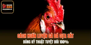 Cách Huấn Luyện Gà Đá Cựa Sắt
