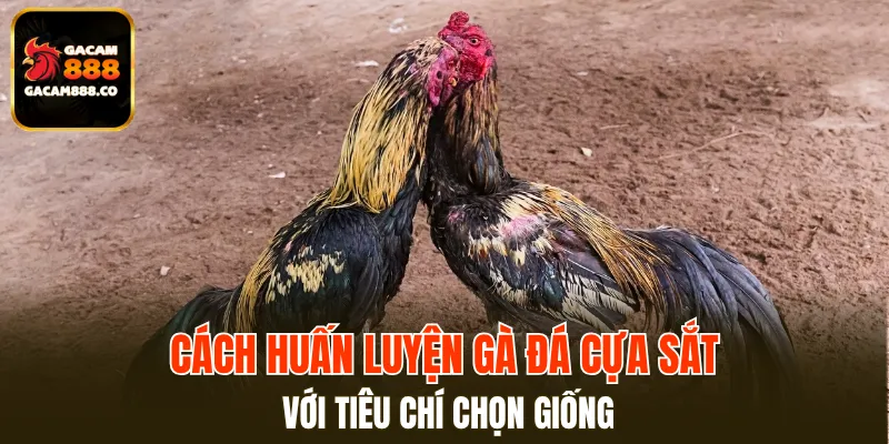 Cách huấn luyện gà đá cựa sắt dựa vào tông dòng