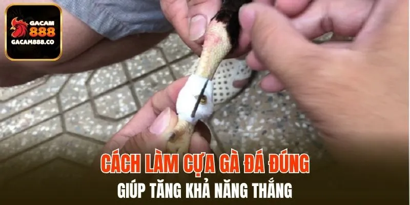 Cách làm cựa gà đá đúng giúp tăng khả năng thắng