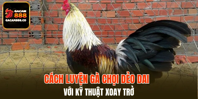 Cách luyện gà chọi dẻo dai với kỹ thuật xoay trở