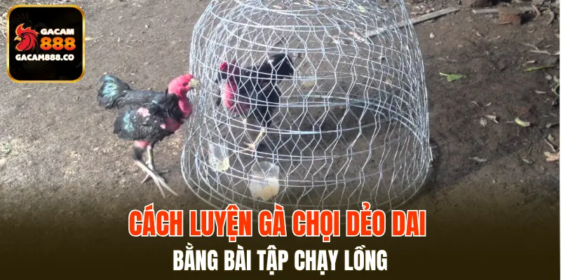 Cách luyện gà chọi dẻo dai - bài tập chạy lồng