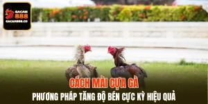 Cách Mài Cựa Gà