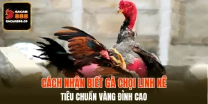 Cách Nhận Biết Gà Chọi Linh Kê