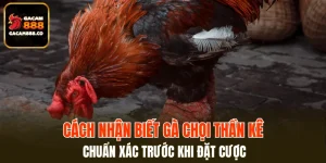 Cách Nhận Biết Gà Chọi Thần Kê