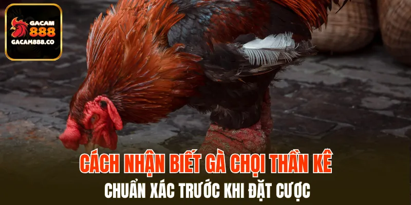 Cách Nhận Biết Gà Chọi Thần Kê