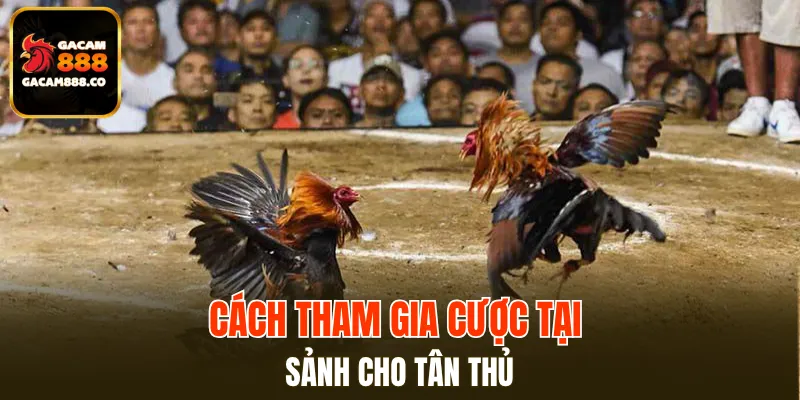 Cách tham gia cược tại sảnh cho tân thủ