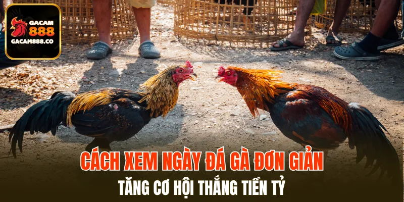 Cách Xem Ngày Đá Gà