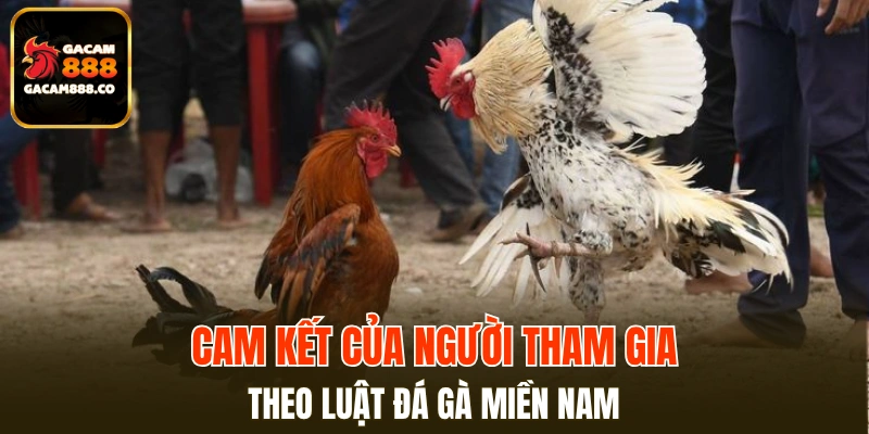 Cam kết của người tham gia theo luật đá gà miền Nam