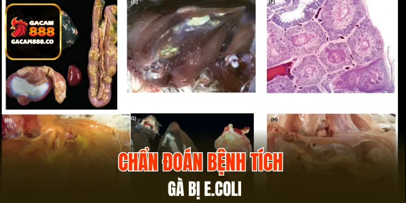 Chẩn đoán bệnh tích gà bị E.coli