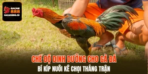 Chế Độ Dinh Dưỡng Cho Gà Đá