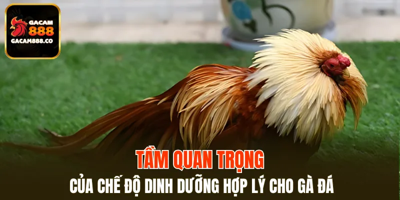 Chế độ dinh dưỡng cho gà đá tác động đến sức khỏe