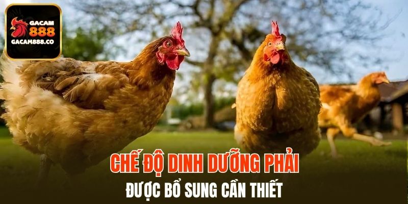 Chế độ dinh dưỡng phải được bổ sung cần thiết