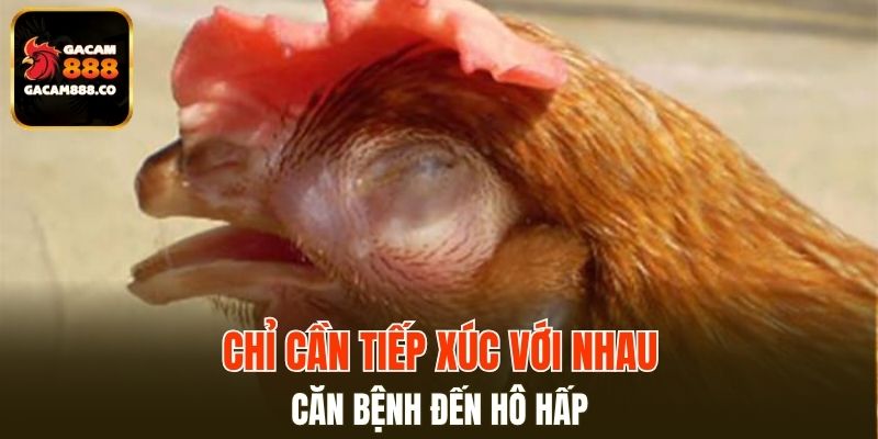 Chỉ cần tiếp xúc với nhau căn bệnh đến hô hấp