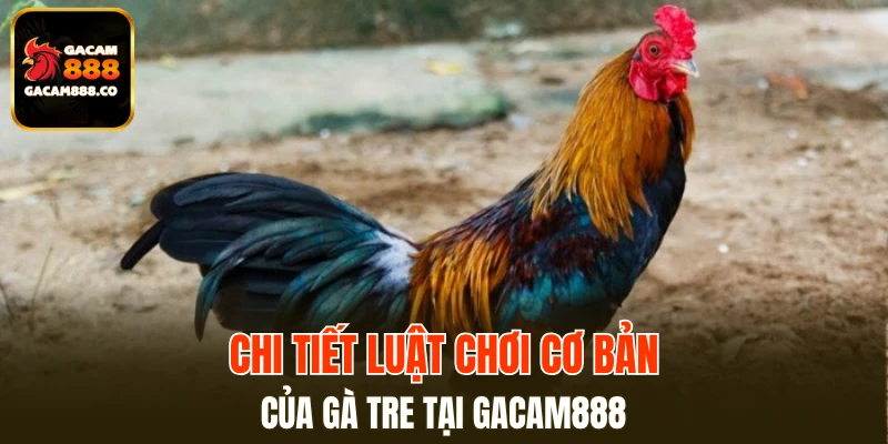 Chi tiết luật chơi cơ bản của gà tre tại GACAM888